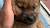 Anak anjing yang baru datang, masih belum terlalu mengerti musik