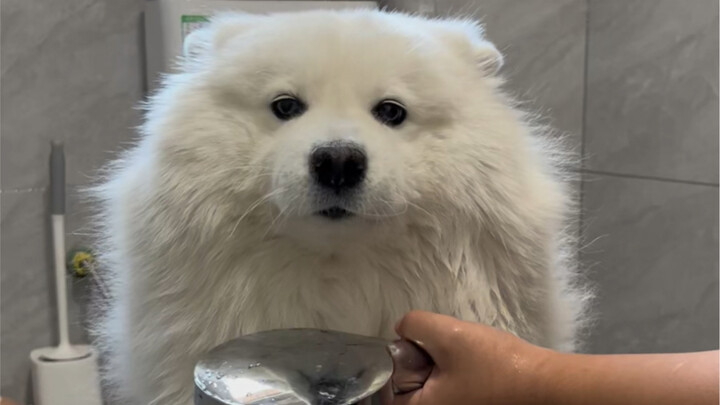 Tao chỉ là không thích tắm thôi! Hừ!