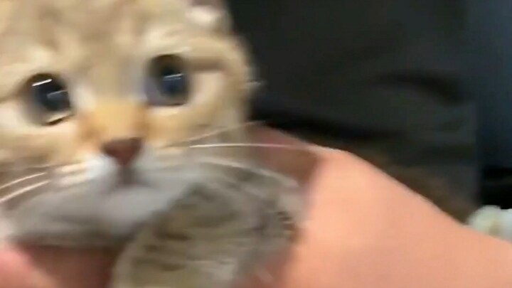 I ran into a stray little yellow tabby cat and brought it home—it’s so cute!