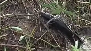 Mengerikan Ikan kelaperan manjat tebing