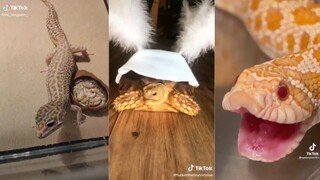 Reptile side of Tiktok - Compilation #2