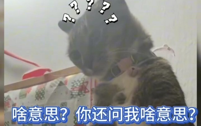 I’ve seen people cuddling cats plenty of times, but this is the first time I’ve seen a cat cuddling 