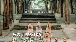 ［热点］10年，大黄终于从“背景板”成为万众瞩目的“大明星” #电影忠犬八公