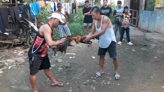 pilay namanok nilaban ko s