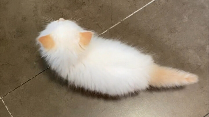 Kompilasi permintaan makan dari seekor anak kucing kecil berwarna api
