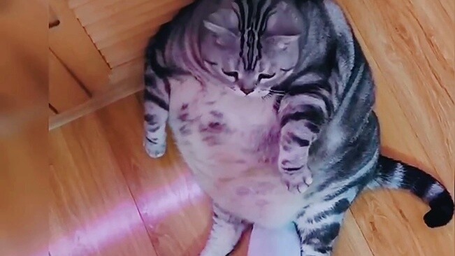 Con mèo to béo đã ăn gì để lớn lên?