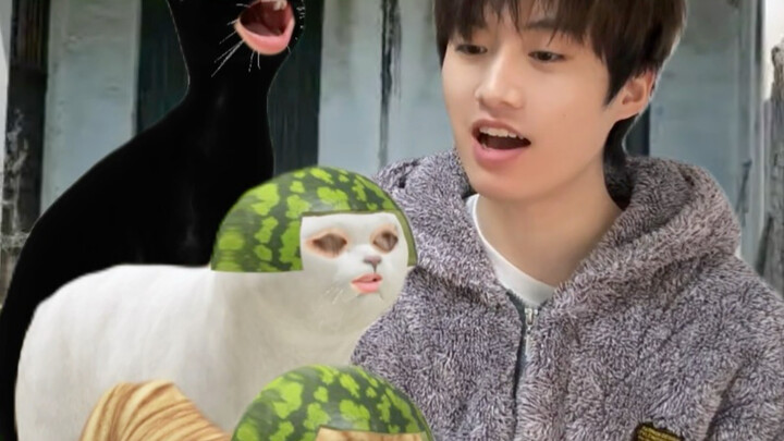 แมวจับหนู แต่หนูดันไปเหยียบประทัดตรุษจีน