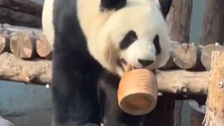 萌兰叼着他的小木桶