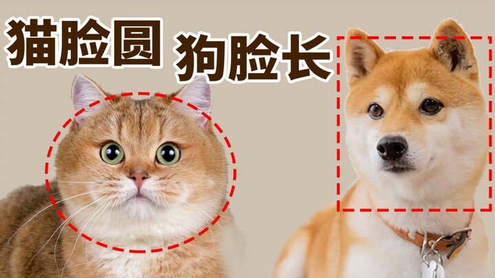 为何猫科的脸都是圆圆的，犬科的脸却那么长？