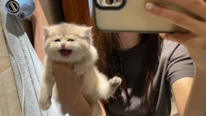 "This world can't exist without kittens."