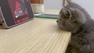 Mèo con cũng thích xem Tom và Jerry