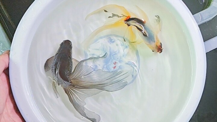 Traditional Chinese Goldfish