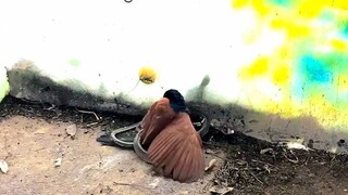 snake Vs bird epic scene