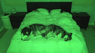 The owner was curious about what the Husky does when he sleeps, so he installed a camera...