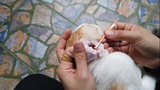 Cat Ear Cleaning for outdoor Cat #lyly #meowfamily | Meow Family