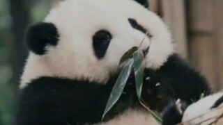 哪怕脚掌外翻但花花还是凭借自己的惊人的毅力学会了爬树#养成系顶流女明星花花