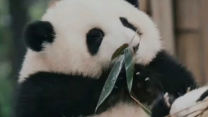 Even with outwardly turned feet, Hua Hua still managed to learn tree climbing thanks to her incredib