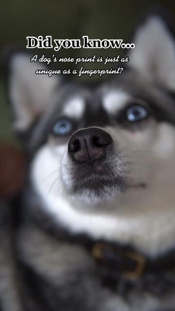 I learned this watching Forensic Files! 😂 LearnOnTikTok dogfacts truecrime didyouknow