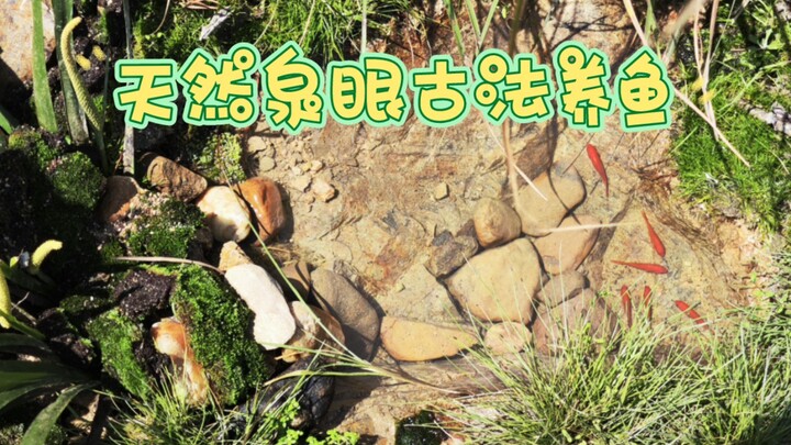 Bagaimana cara mendapatkan kolam ikan yang jernih dengan sistem pengisian air otomatis?