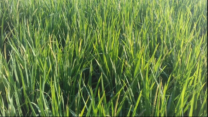 অ্যাগ্রোনুর বিলিবিলি#Agronurbilibili channel