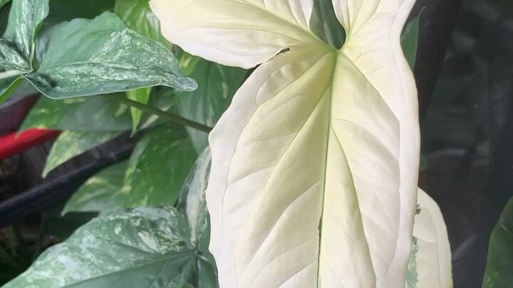 ไหลขาวจ้า