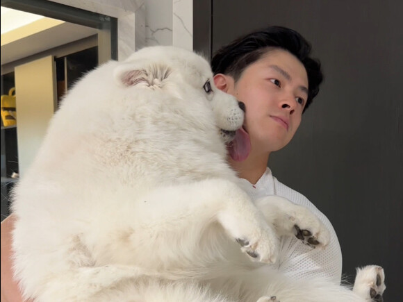 Nuôi Samoyed rồi thì bạn sẽ hết “yê” mất thôi