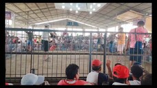 Bulik from silay city negros occidental #nyoorrchannel #sabongpinas #sabongnation #cockfight #wpc
