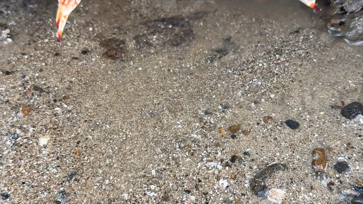 قال شياو يو: لازم تكون لطيفًا وصبورًا عندما تجمع المحار من الشاطئ.