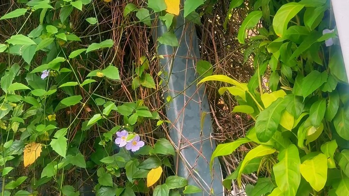 🌸