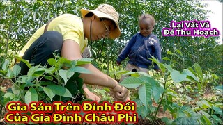 Tập 247:Trên đỉnh đồi gia đình châu phi trồng được gì?||2Q Vlogs Cuộc Sống Châu Phi