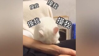 القط: المسني! المسني! عسل الكمثرى الخريفي！！！！