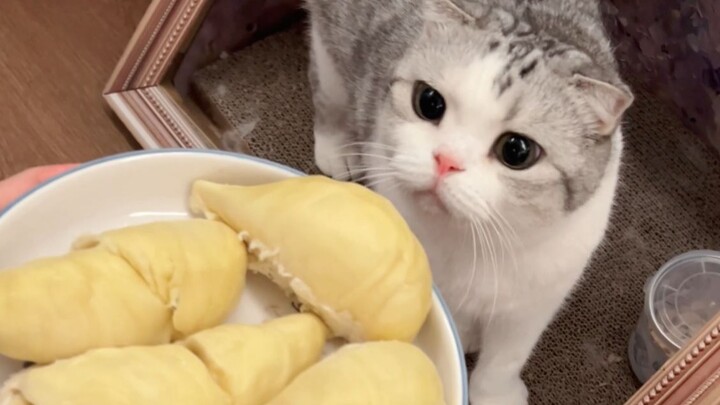 Loài người các bạn chỉ ăn cái này à?