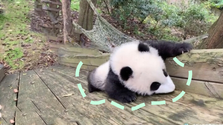 Cheng Lang bermain perosotan (Panda memang mengerti bahasa Si Chuan)