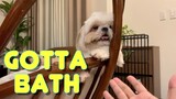 Look What Happens When A Shih Tzu Dog Is Afraid To Take A Bath