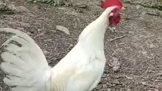 Ed White Breed