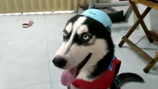 Husky chảnh chọe lên đồ đi dọn nhà mới || Husky dressed up to move to a new house #husky #ngáohusky