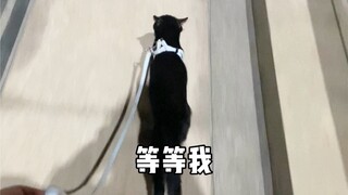 狗带大的猫会变成什么样子？