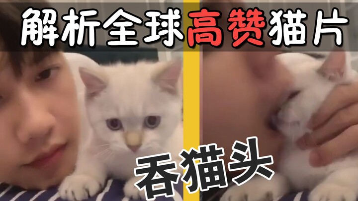 Menganalisis video kucing berperingkat tinggi di seluruh dunia: menelan kepala kucing sekaligus! Apa