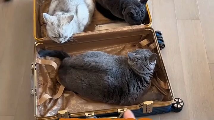 Oreo Beserta Kawan kawan Nya Yang Suka Nyempil