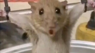 “Tikus-tikusku, aku benar-benar nggak tahan lagi~”