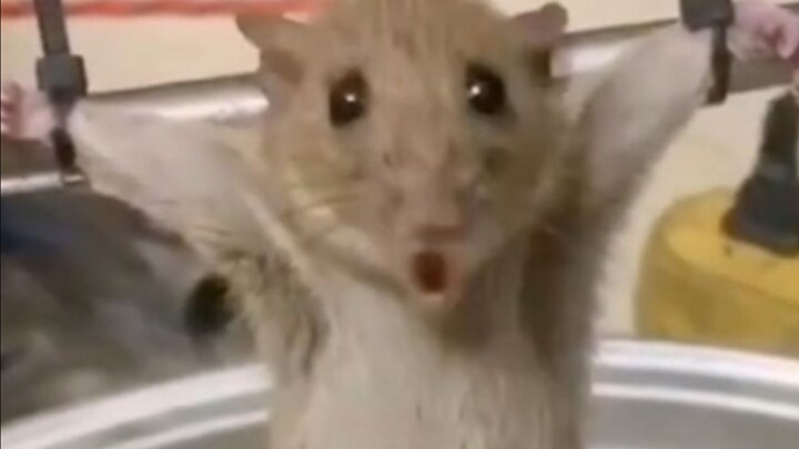 “Tikus-tikusku, aku benar-benar nggak tahan lagi~”