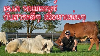 #ลักษณะแม่วัวทีมีนมที่เลี้ยงลูกให้อ้วนสาระความรู้ดีๆจากJ.K.พนมแรนซ์ |cow|brahman|ช่องชัดเจน|