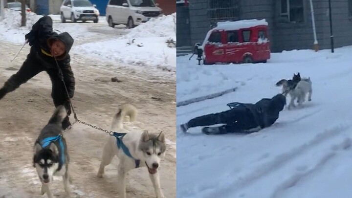 Một người đàn ông dắt hai chú chó đi chơi trong tuyết nhưng chúng bị kéo lê và cọ xát trên mặt đất, 