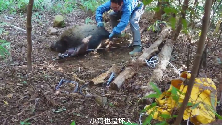 How to Live-Capture a 300-Lb Wild Boar: A Step-by-Step Guide