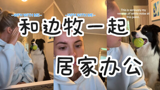 和边牧一起居家办公是种什么体验？😂