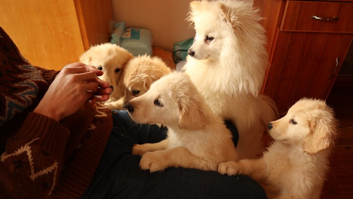 Phim chó đình đám năm của Bilibili: Xem trọn hành trình 100 ngày trưởng thành của chú cún vàng nhỏ c