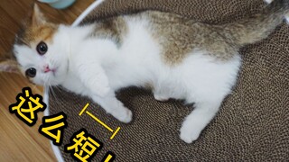 养了一只猫，最后发现竟然是柯基？！身形柔软易推倒！