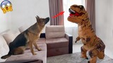 You Can't Stop Laughing At These Funny Dogs Reactions| Pets Town