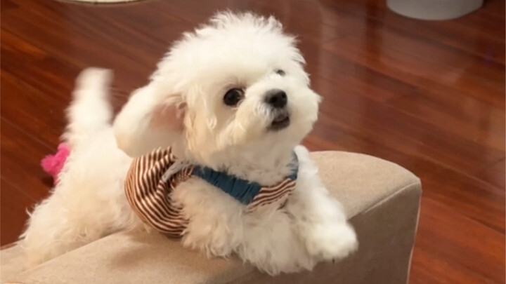 عندما أتعمّد أقول إن توانزي تفوح منها رائحة كريهة ولا أسمح لها بالصعود إلى السرير