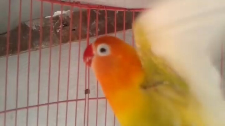 BAKALAN Jadi RAME Jika LOVEBIRD anda DIPIKAT Dengan SUARA Lovebird ini, MANTAP untuk MASTERAN Pagi d